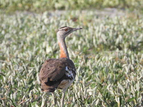 Denham's Bustard