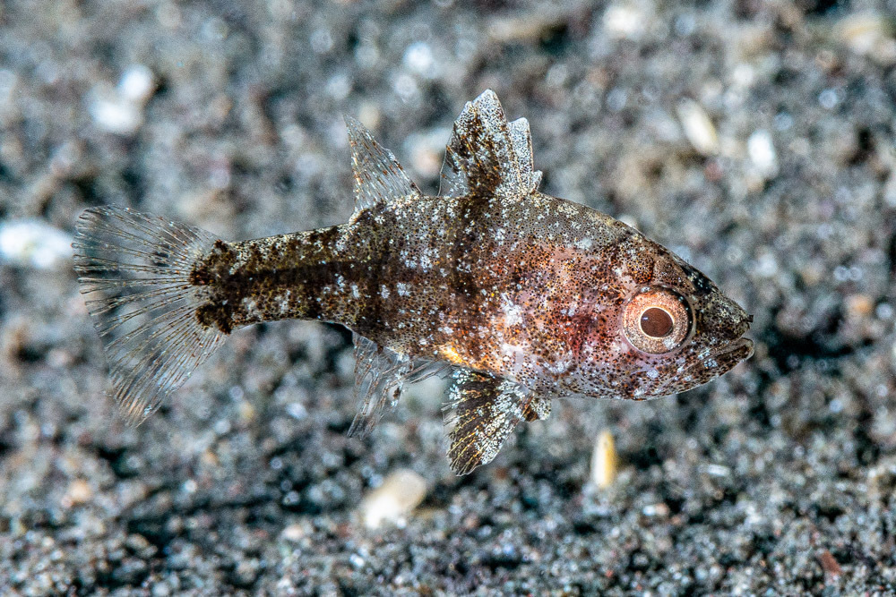 Weedy Cardinalfish