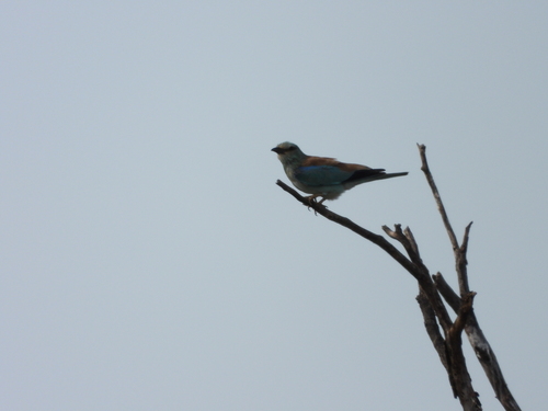 European Roller