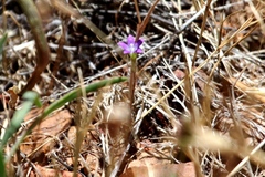 Githopsis specularioides
