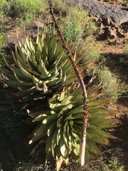 Aloe broomii