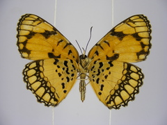 Byblia anvatara crameri