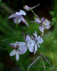 Delphinium gracilentum