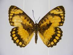 Byblia anvatara crameri