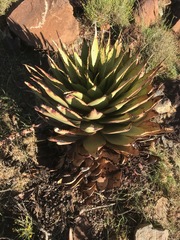 Aloe broomii