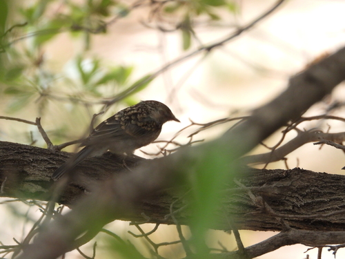 Ashy Flycatcher (Fraseria caerulescens), photo 9