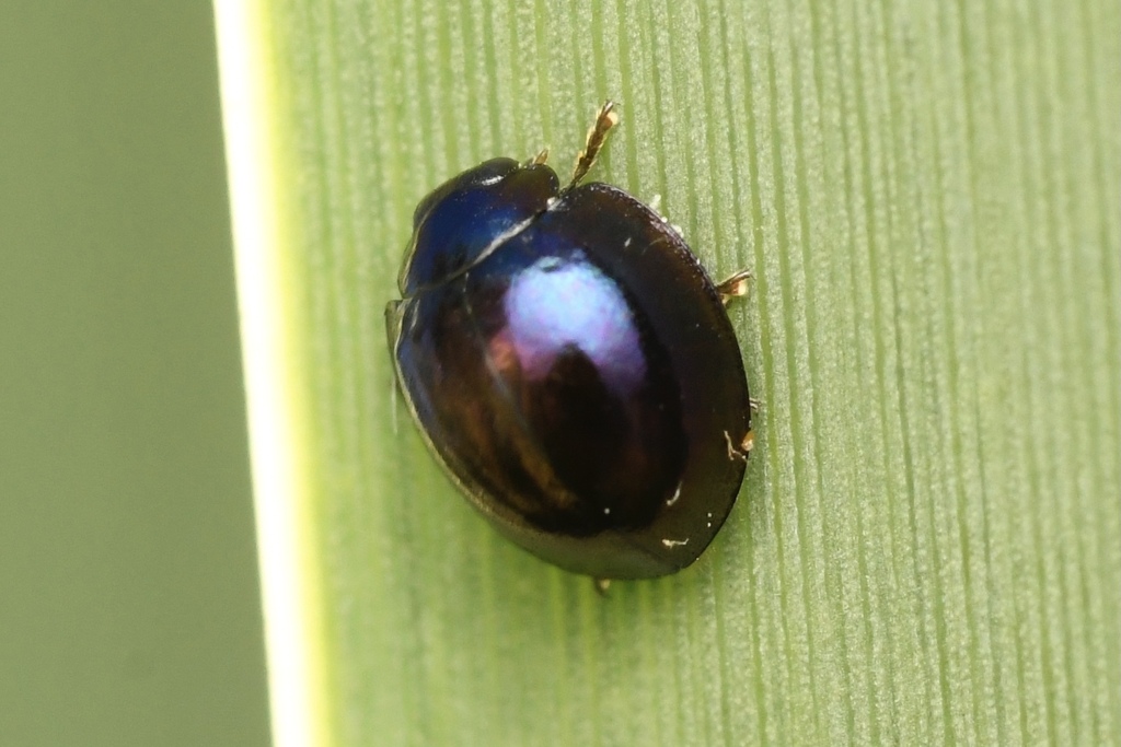 Harmonia bicolor