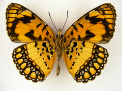 Byblia anvatara crameri