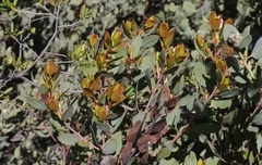 Arctostaphylos rainbowensis