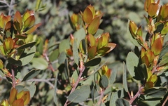 Arctostaphylos rainbowensis