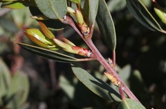 Arctostaphylos rainbowensis