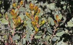 Arctostaphylos rainbowensis
