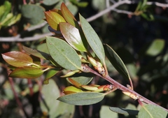 Arctostaphylos rainbowensis