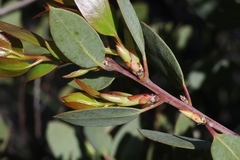 Arctostaphylos rainbowensis