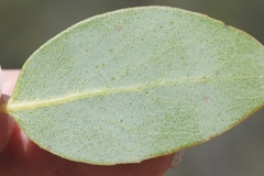 Arctostaphylos rainbowensis