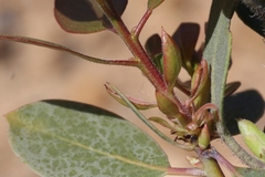 Arctostaphylos rainbowensis