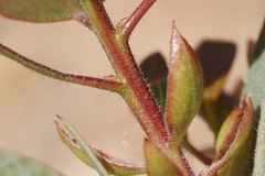 Arctostaphylos rainbowensis
