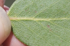 Arctostaphylos rainbowensis