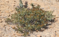 Arctostaphylos rainbowensis