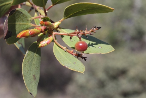 Rainbow Manzanita fruiting