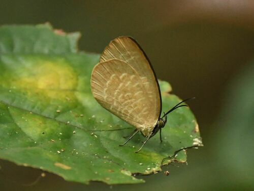 Eastern Harvester