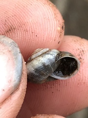 Praticolella mexicana