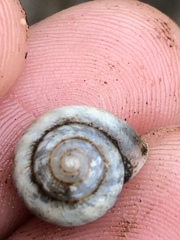 Praticolella mexicana