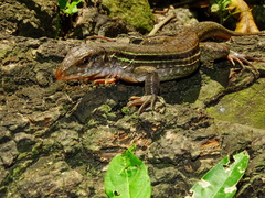 Ameiva bifrontata