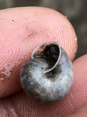 Praticolella mexicana