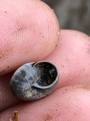 Praticolella mexicana