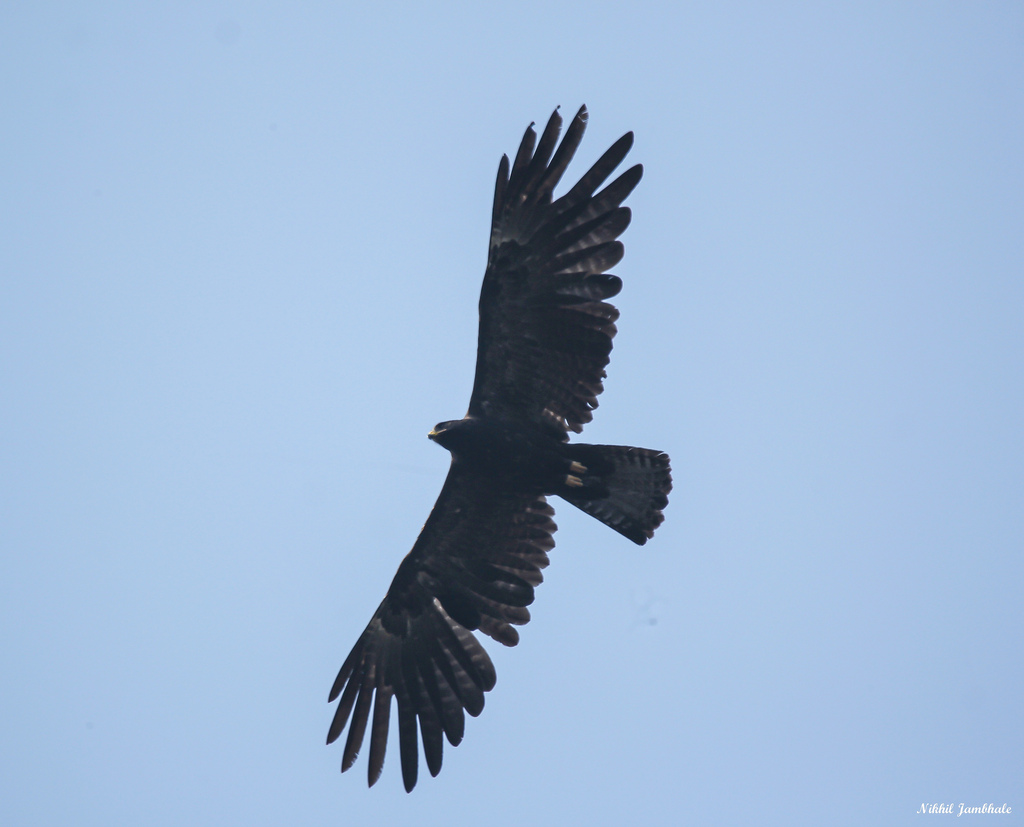 Black Eagle from Kosumb, Maharashtra 415804, India on December 2, 2020 ...