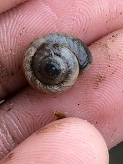 Praticolella mexicana