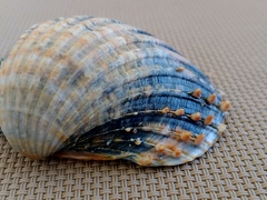 Acanthocardia aculeata