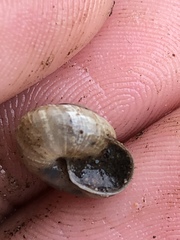 Praticolella mexicana