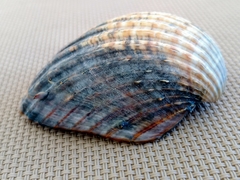 Acanthocardia aculeata