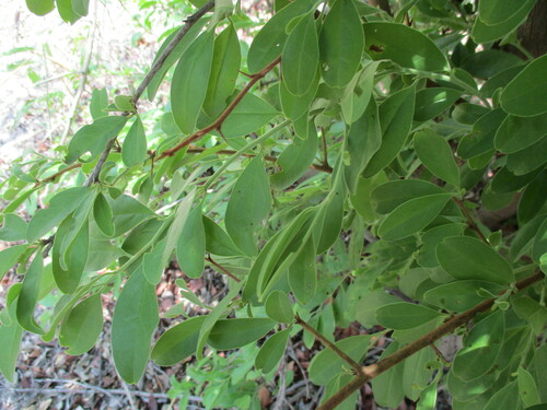 Image of Ximenia afra by no rights reserved