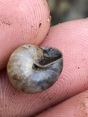 Praticolella mexicana