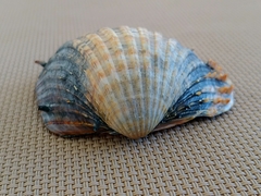 Acanthocardia aculeata