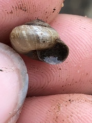 Praticolella mexicana