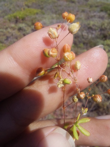 Beach Spookasem (Pharnaceum cordifolium)