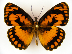 Byblia anvatara crameri