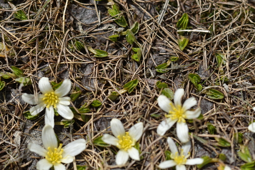 Image of Caltha obtusa by (c) Christopher Stephens, some rights reserved (CC BY-SA)