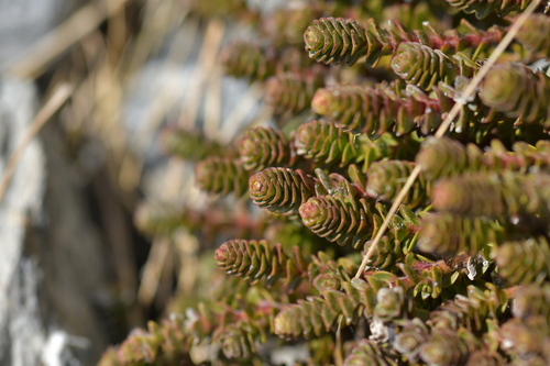 Veronica epacridea, photograph 5