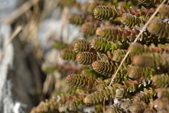 Veronica epacridea, photograph Christopher Stephens, CC BY-SA, iNaturalist via GBIF