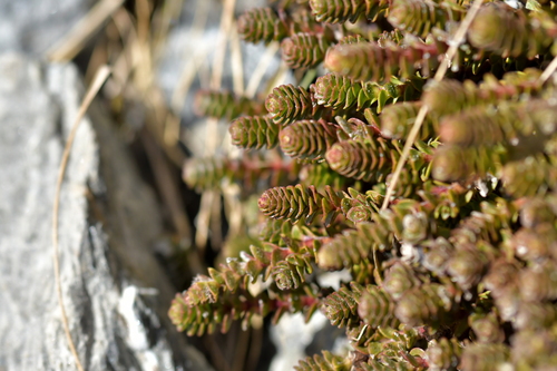 Veronica epacridea, photograph 6