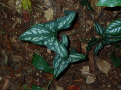 African Laceleaf (Cercestis mirabilis)