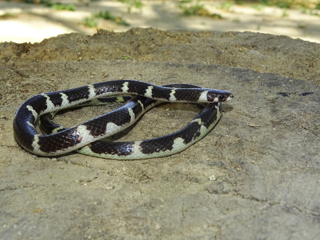 Ringed Centipede Snake