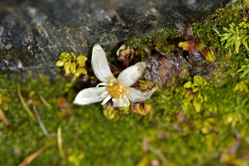 Image of Caltha obtusa by (c) Christopher Stephens, some rights reserved (CC BY-SA)