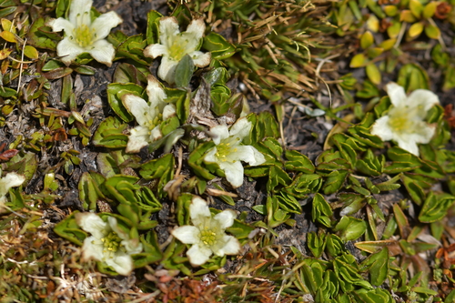 Image of Caltha obtusa by (c) Christopher Stephens, some rights reserved (CC BY-SA)