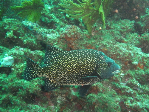 Pacific beakfish (Oplegnathus insignis) — Oplegnathidae — 5